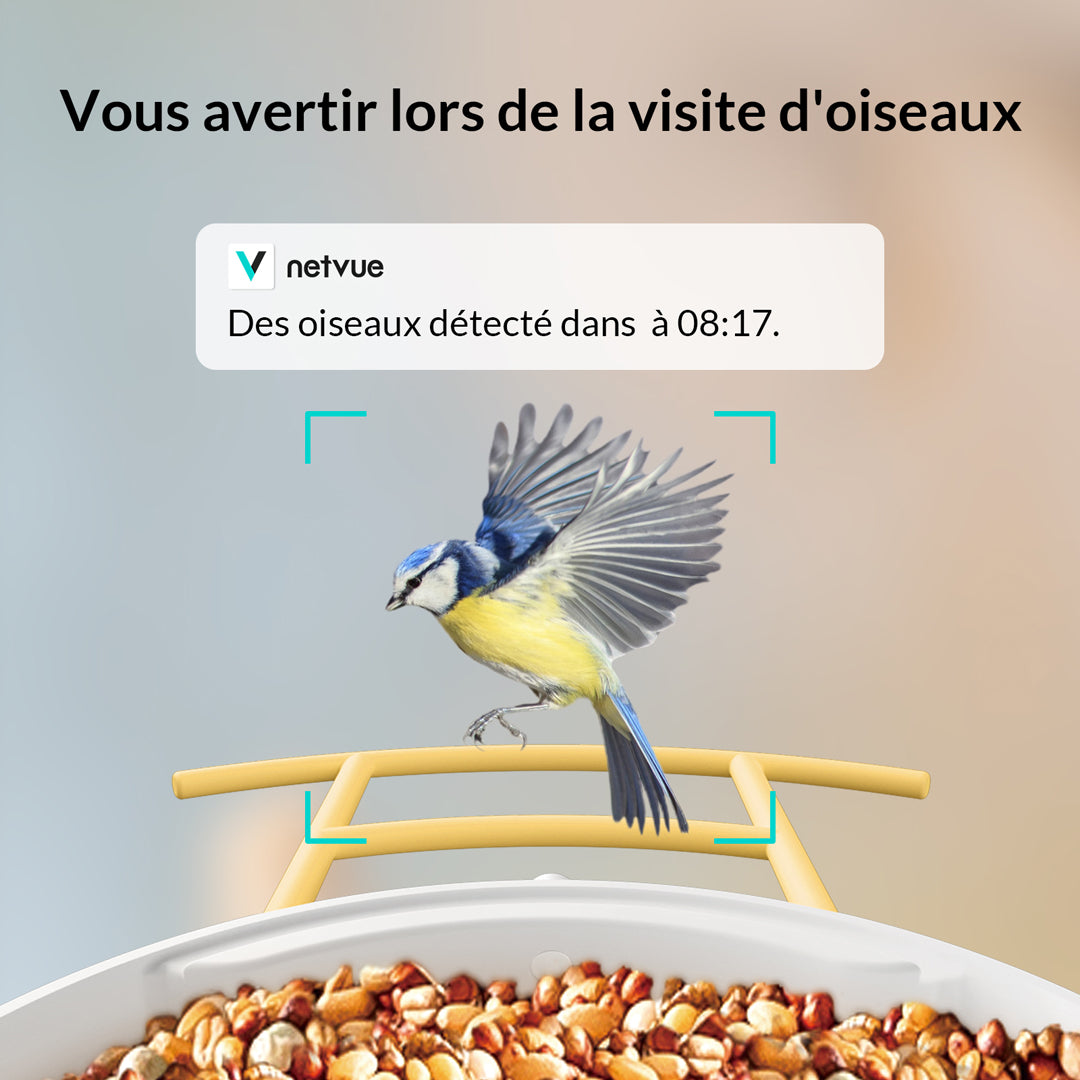 Mangeoire à Oiseaux avec Caméra